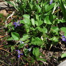 Image of northern bog violet