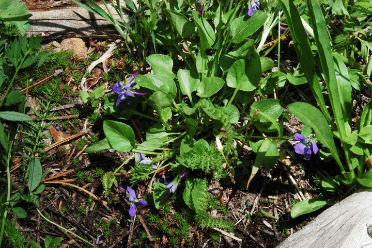 Image of northern bog violet