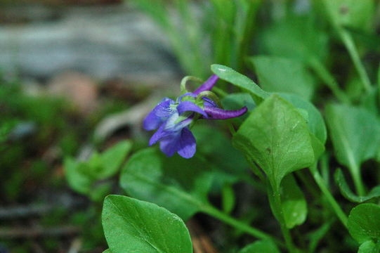 Image of northern bog violet