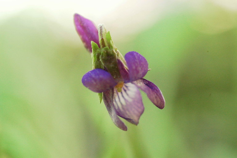 Image of northern bog violet