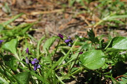 Image of northern bog violet