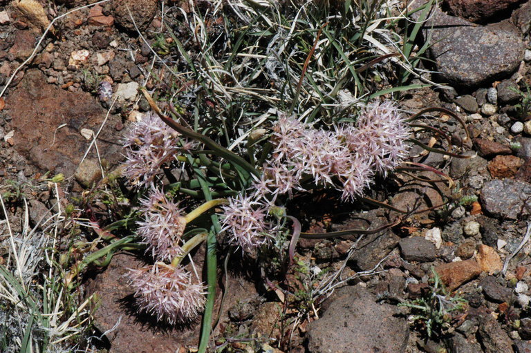 Image of Tolmie's onion