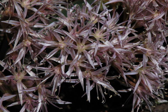 صورة Allium tolmiei Baker