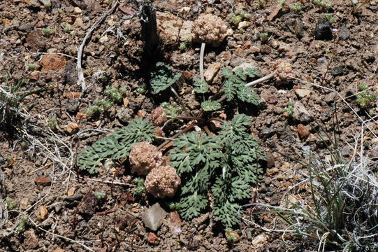 Image of globe springparsley