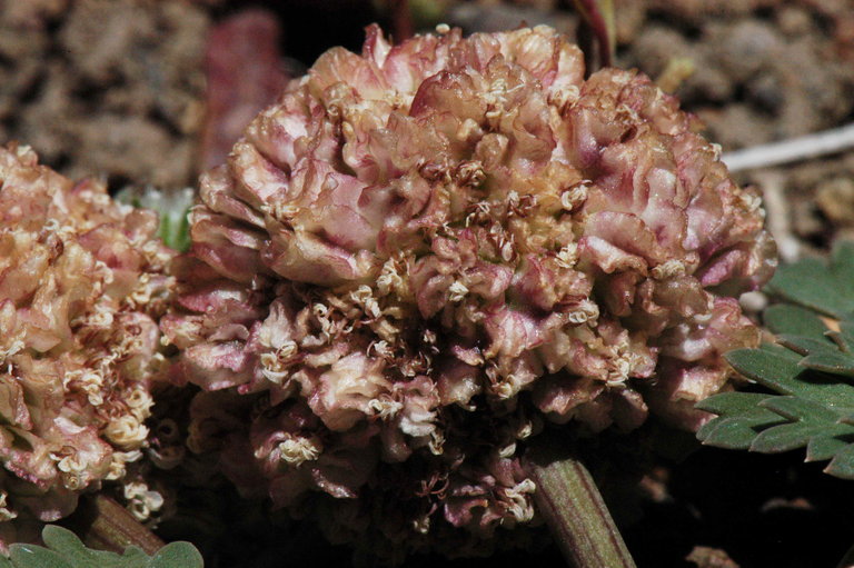 Image of globe springparsley