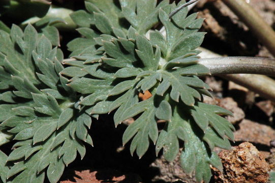 Image of globe springparsley