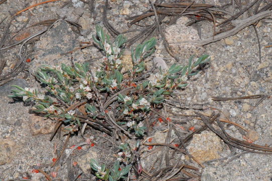 Polygonum shastense Brewer ex A. Gray resmi