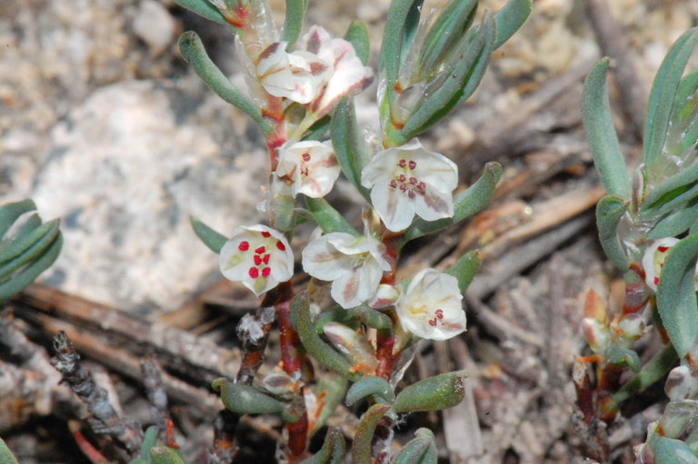 Polygonum shastense Brewer ex A. Gray resmi