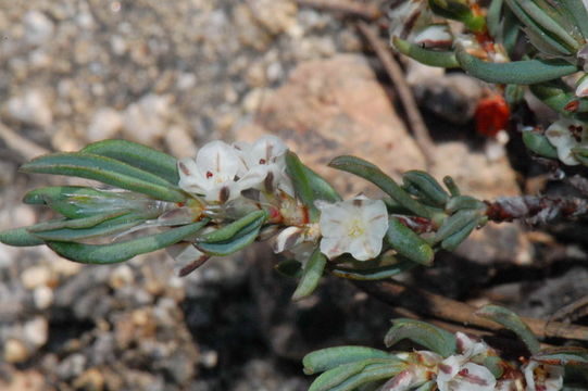 Plancia ëd Polygonum shastense Brewer ex A. Gray