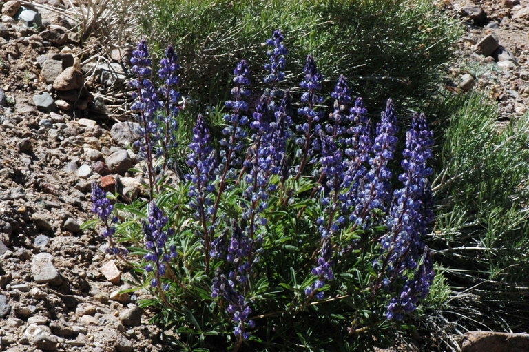 Image of Nevada lupine