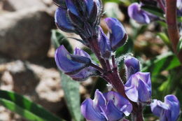 Image of Nevada lupine