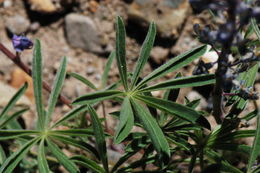 Image of Nevada lupine