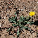 Image of Torrey's desertdandelion