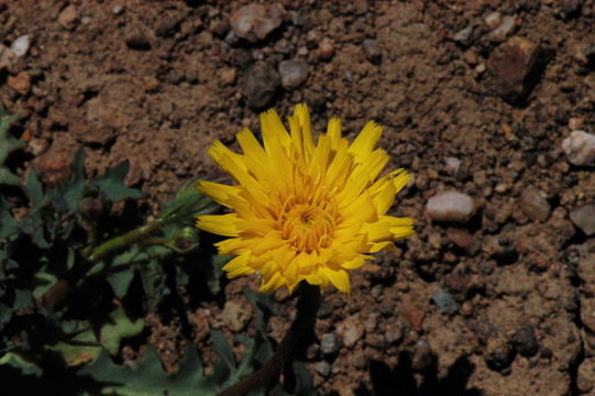 Image of Torrey's desertdandelion