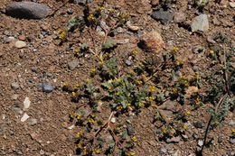 Phacelia monoensis R. R. Halse的圖片