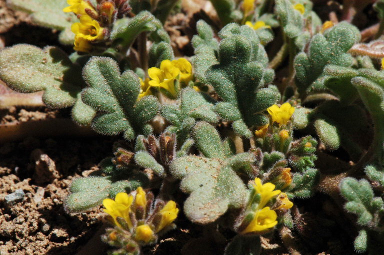 Image of Mono phacelia