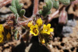 Phacelia monoensis R. R. Halse的圖片