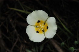 Calochortus leichtlinii Hook. fil. resmi