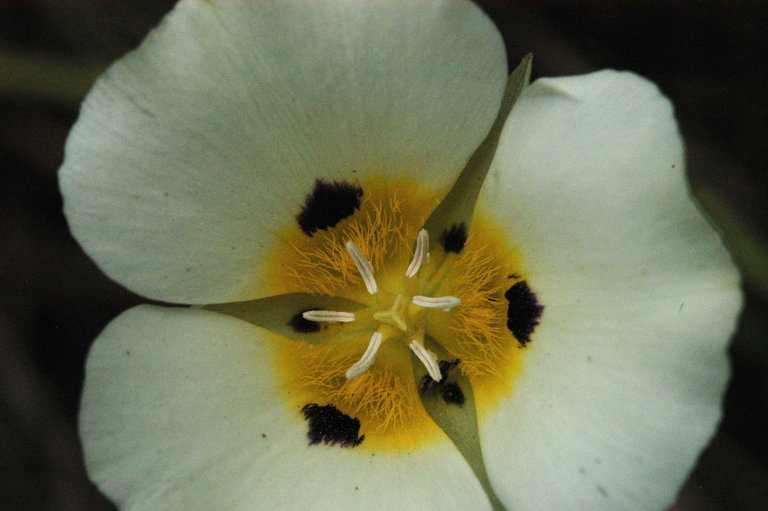 Calochortus leichtlinii Hook. fil. resmi