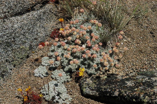 Image of cushion buckwheat