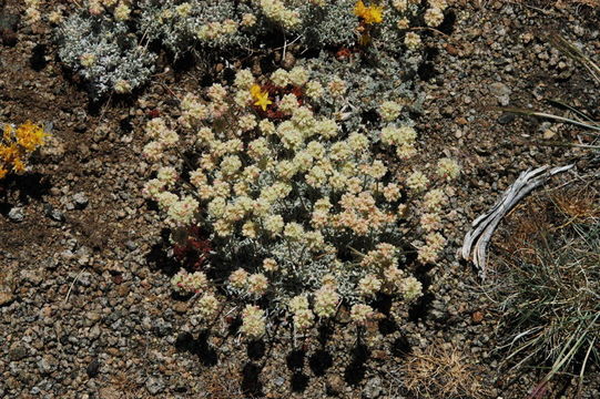 Image of cushion buckwheat