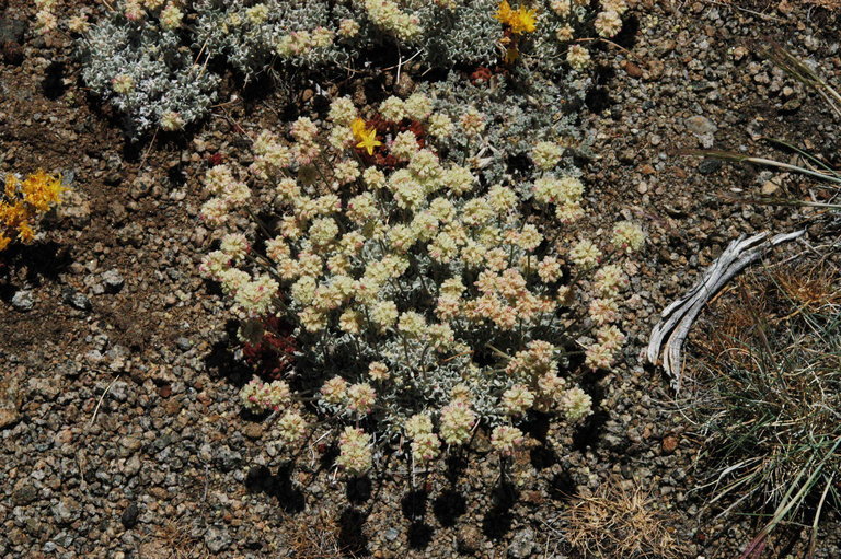 Imagem de Eriogonum ovalifolium var. nivale (Canby ex Coville) M. E. Jones