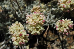 Image of cushion buckwheat