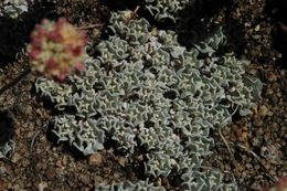 Image of cushion buckwheat