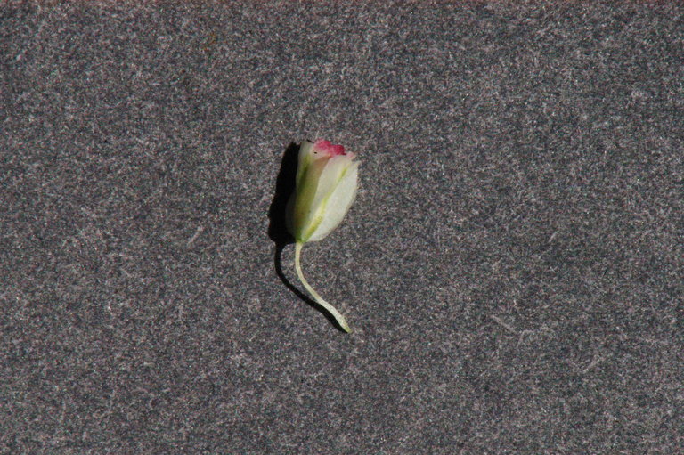 Image of cushion buckwheat