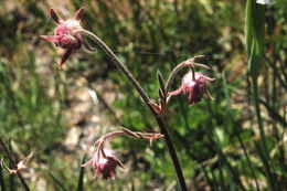 Image of old man's whiskers