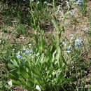 Image of manyflower stickseed