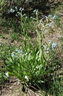 Image of manyflower stickseed