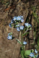 Image of manyflower stickseed