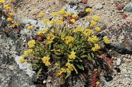 Image de Ivesia gordonii (Hook.) Torr. & Gray