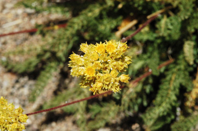 Image de Ivesia gordonii (Hook.) Torr. & Gray