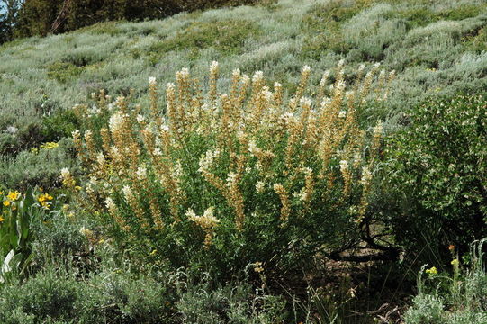 Image of Anderson's lupine