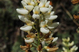 Sivun Lupinus andersonii S. Watson kuva