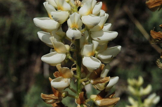 Image of Anderson's lupine