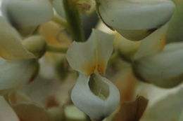 Image of Anderson's lupine