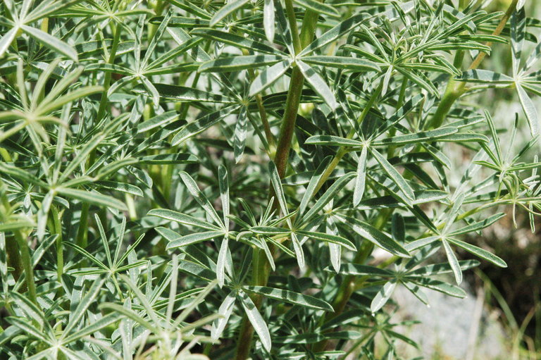 Image of Anderson's lupine