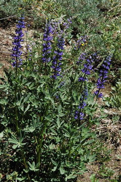 Image of <i>Lupinus polyphyllus</i> var. <i>burkei</i>