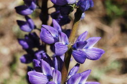 Image of <i>Lupinus polyphyllus</i> var. <i>burkei</i>