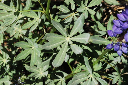 Image of <i>Lupinus polyphyllus</i> var. <i>burkei</i>