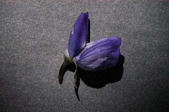 Image of <i>Lupinus polyphyllus</i> var. <i>burkei</i>