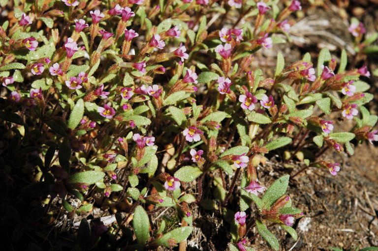 Plancia ëd <i>Mimulus breweri</i>