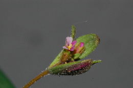 Plancia ëd <i>Mimulus breweri</i>