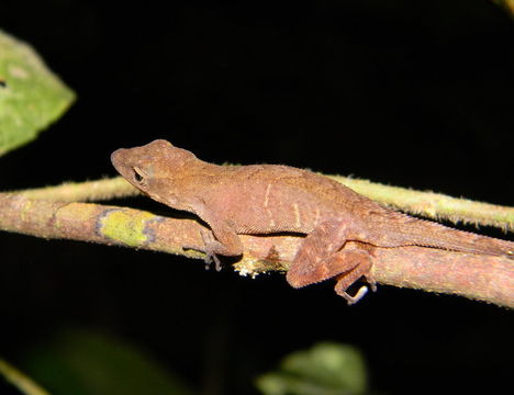 Слика од Anolis uniformis Cope 1885