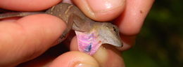Image of Lesser Scaly Anole