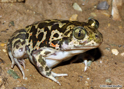 Image of Eastern Spadefoot