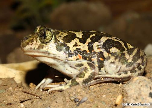 Image of Eastern Spadefoot